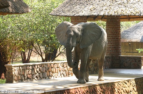elephants